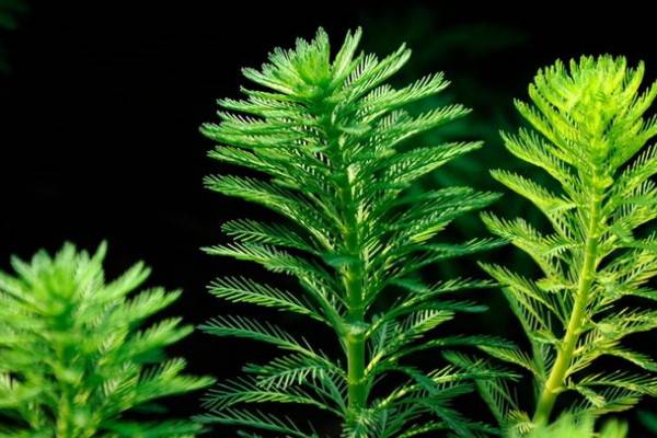 狐尾草的种植方法