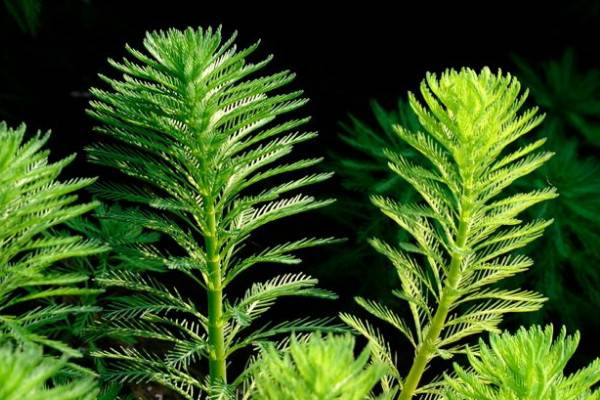 狐尾草的种植方法