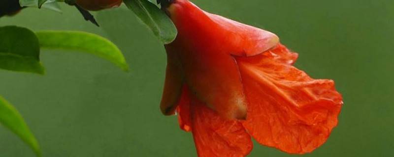 怎样防止石榴花掉花