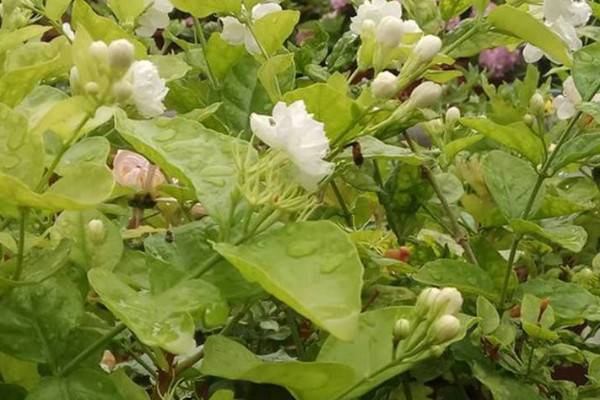 茉莉花怎么修剪
