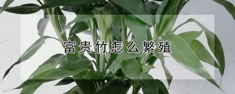 富贵竹怎么繁殖