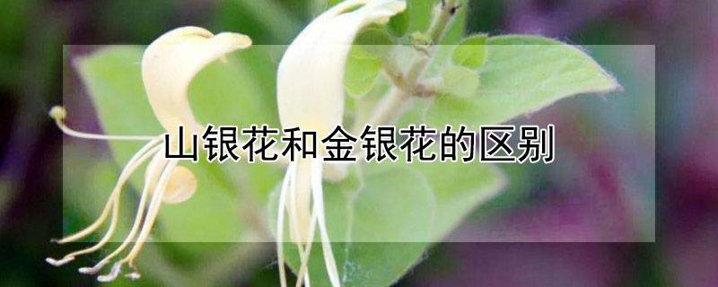 山银花和金银花的区别