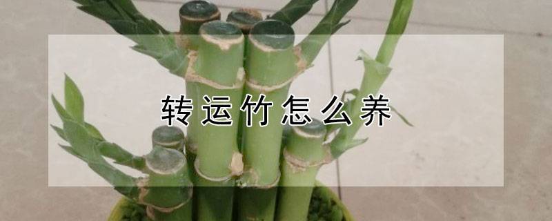 转运竹怎么养