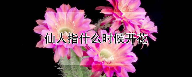 仙人指什么时候开花