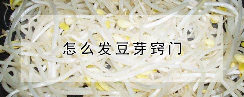 怎么发豆芽窍门