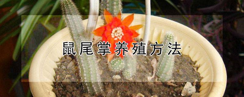 鼠尾掌养殖方法