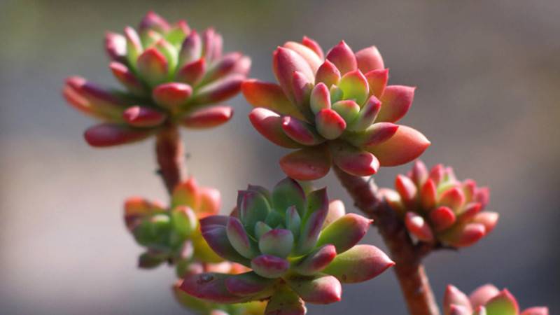 红稚莲多肉植物怎么养