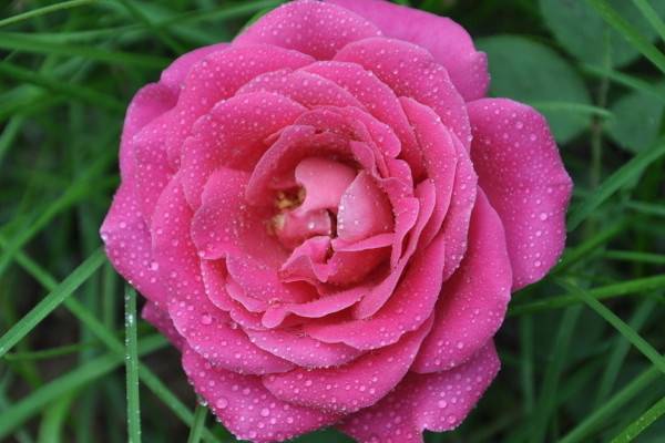 月季花盲枝是什么原因