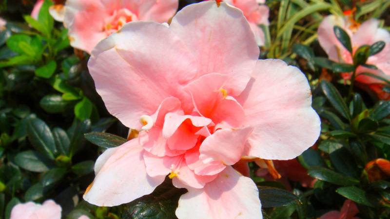 杜鹃花怎么剪枝