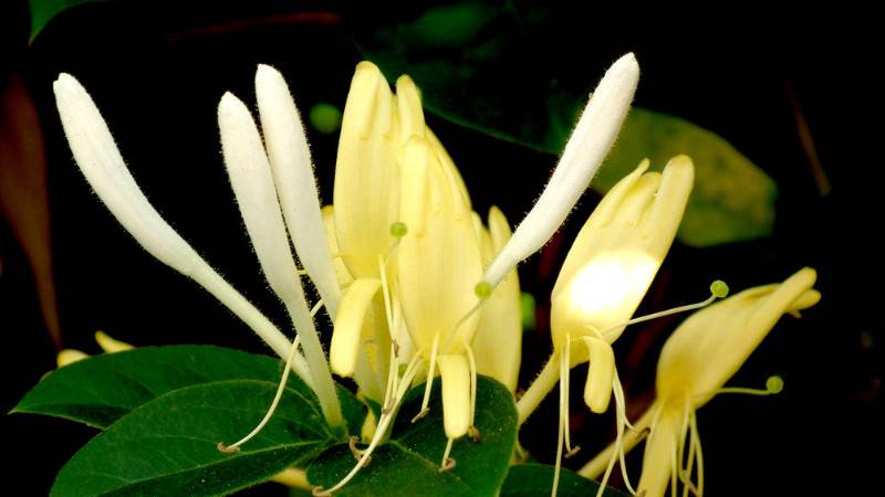 金银花春季怎样抹芽