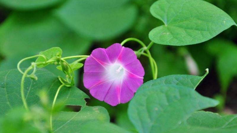 地栽牵牛花的养护