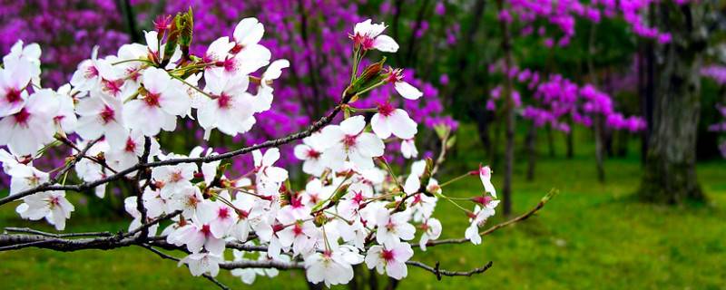 日本樱花几月份开花