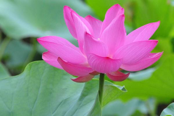 家养荷花什么时候施肥