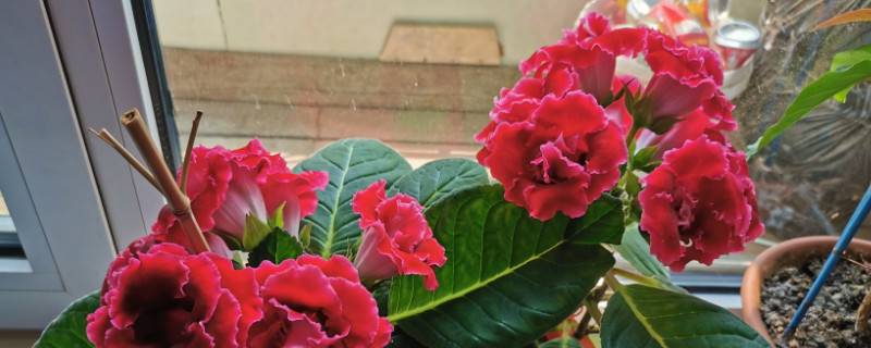 盆栽芙蓉花怎么修剪
