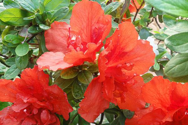 杜鹃花叶子干枯一碰就掉