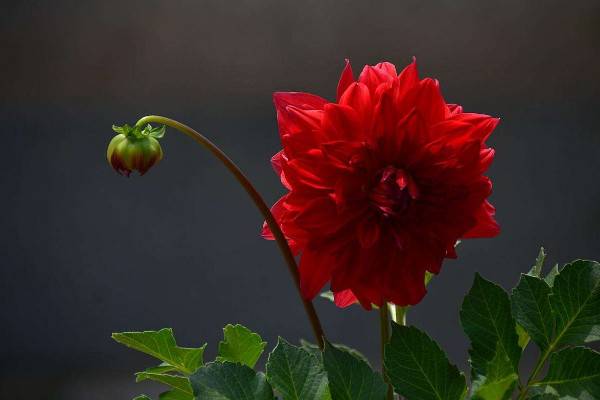 盆栽地瓜花怎么养殖