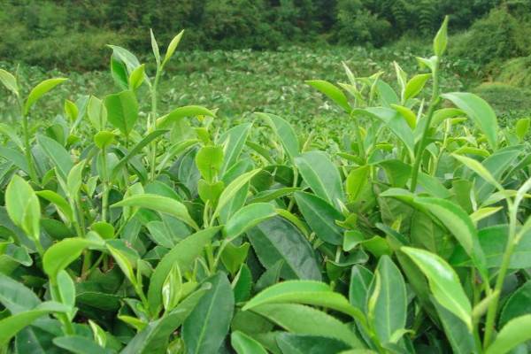 茶叶病虫害及防冶方法