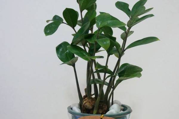 金钱树换盆用拆根吗
