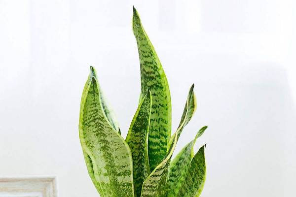 虎皮兰又叫什么名字