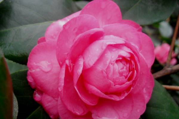 茶花秋冬季节如何养护