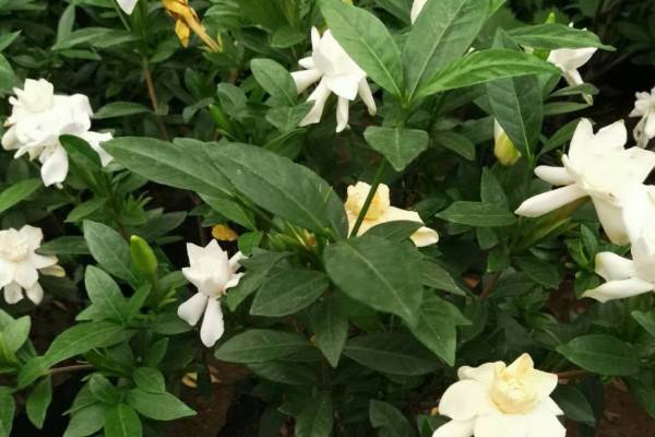 栀子花叶片出油怎么回事