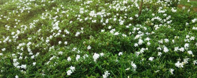 栀子花会落叶吗