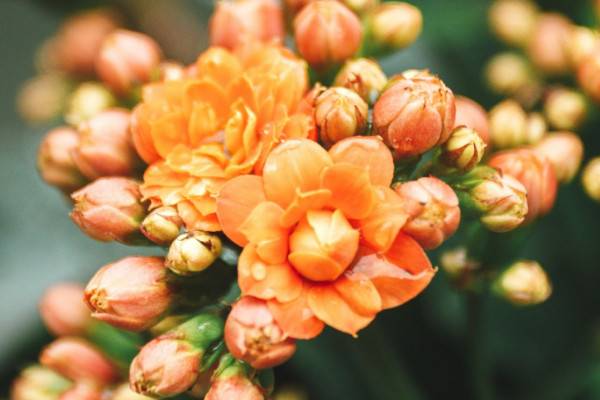 长寿花怎样避光催花