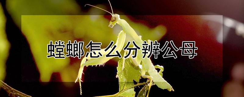 螳螂怎么分辨公母