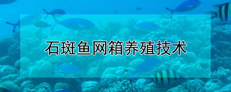 石斑鱼网箱养殖技术