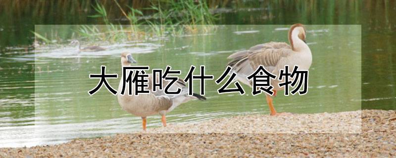 大雁吃什么食物