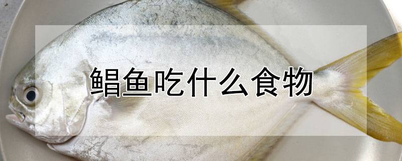鲳鱼吃什么食物