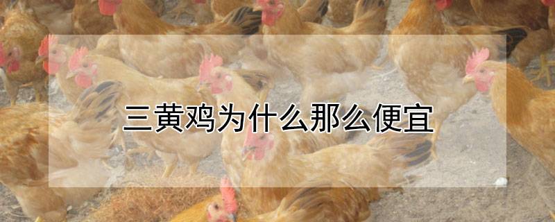 三黄鸡为什么那么便宜