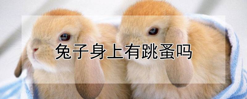 兔子身上有跳蚤吗