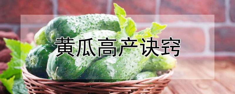 黄瓜高产诀窍
