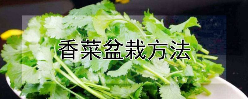 香菜盆栽方法