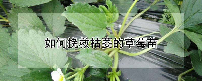 如何挽救枯萎的草莓苗