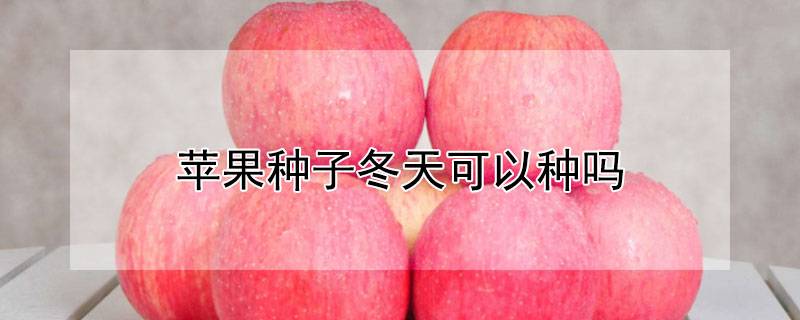 苹果种子冬天可以种吗