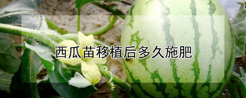 西瓜苗移植后多久施肥