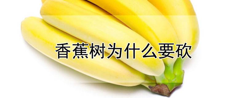 香蕉树为什么要砍