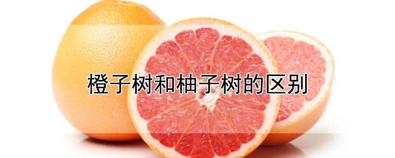 橙子树和柚子树的区别