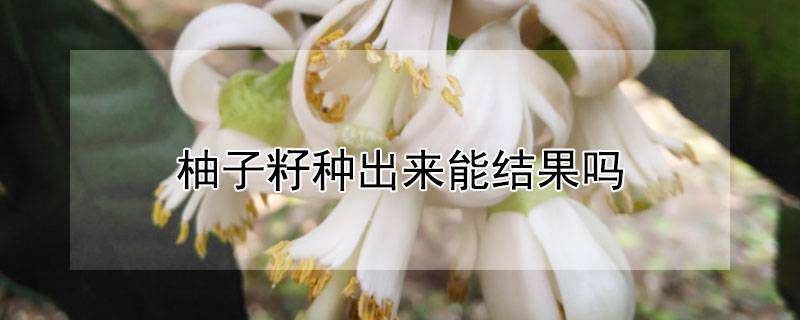 柚子籽种出来能结果吗