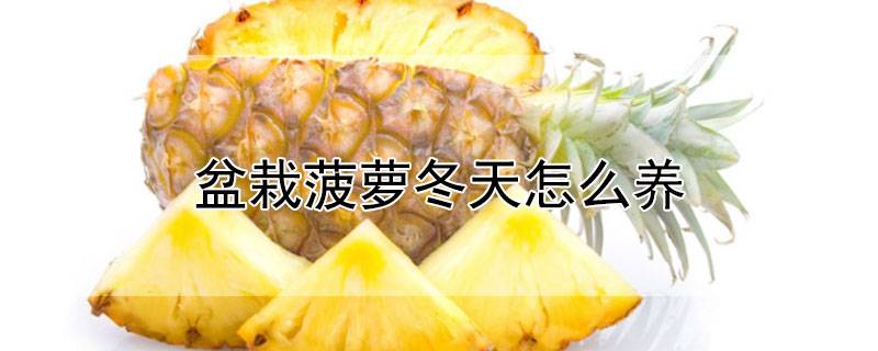 盆栽菠萝冬天怎么养