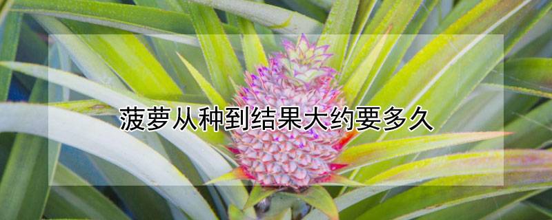 菠萝从种到结果大约要多久