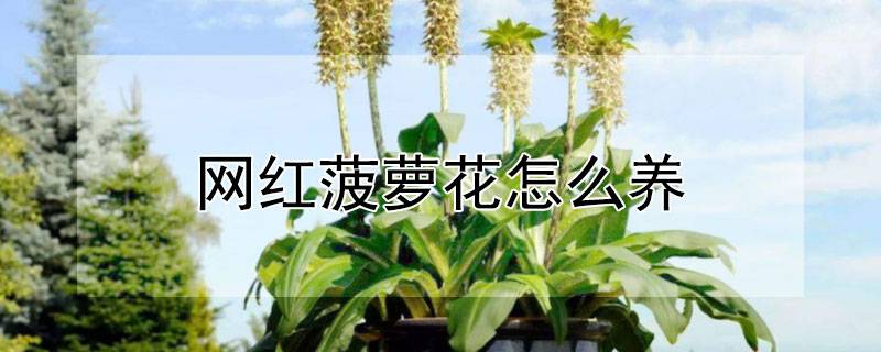 网红菠萝花怎么养