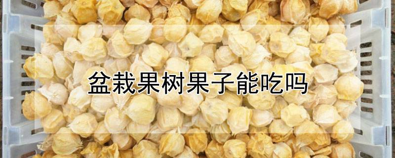 盆栽果树果子能吃吗