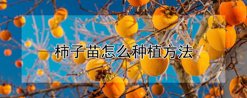 柿子苗怎么种植方法