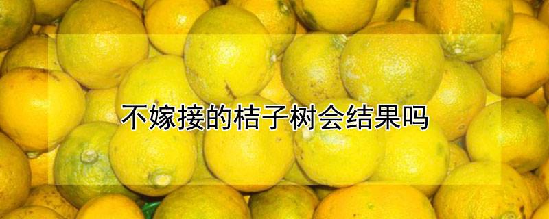 不嫁接的桔子树会结果吗