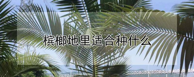槟榔地里适合种什么