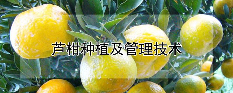 芦柑种植及管理技术