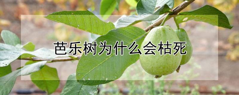 芭乐树为什么会枯死